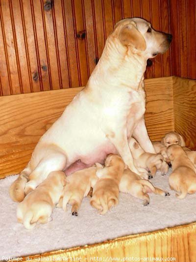 Photo de Labrador retriever