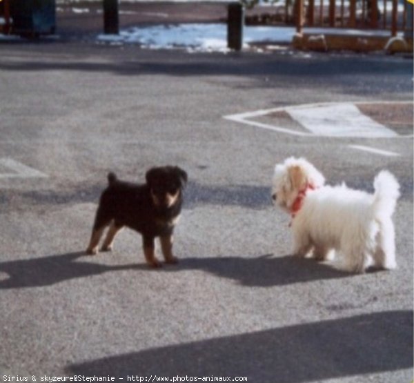 Photo de Races diffrentes