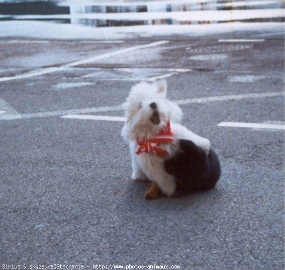 Photo de Races diffrentes