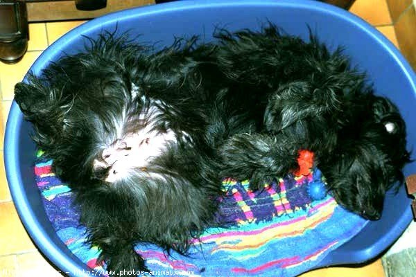 Photo de Chien de berger des pyrenes  poil long