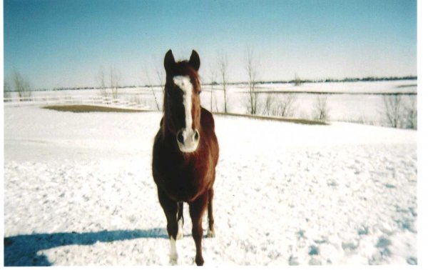 Photo de Quarter horse