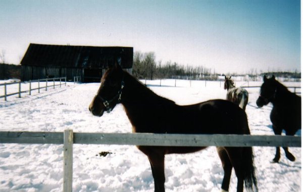 Photo de Trotteur franais