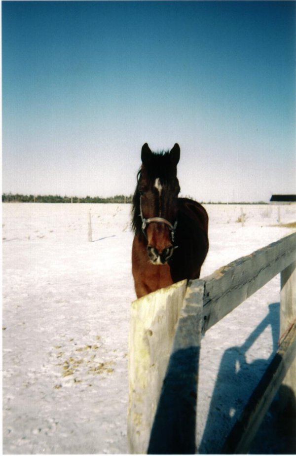 Photo de Trotteur franais