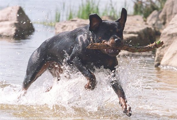 Photo de Rottweiler