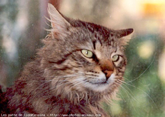 Photo de Chat domestique