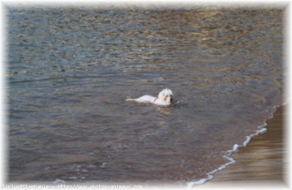 Photo de Coton de tulear