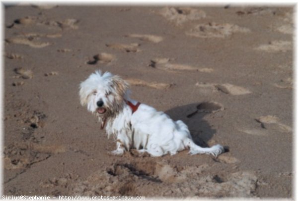 Photo de Coton de tulear