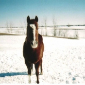 Photo de Quarter horse