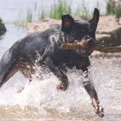 Photo de Rottweiler