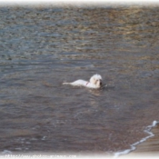 Photo de Coton de tulear