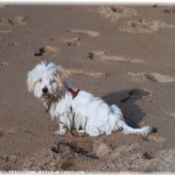 Photo de Coton de tulear