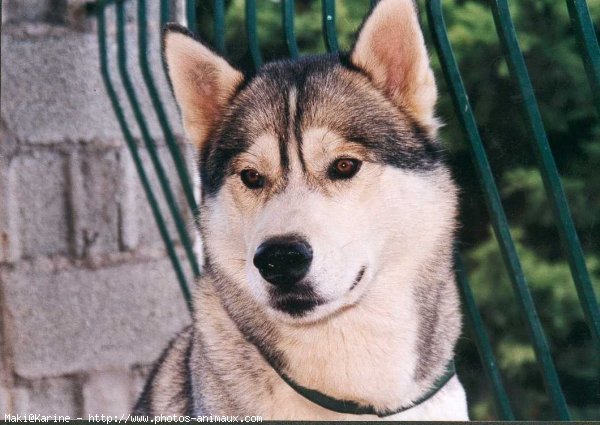 Photo de Husky siberien