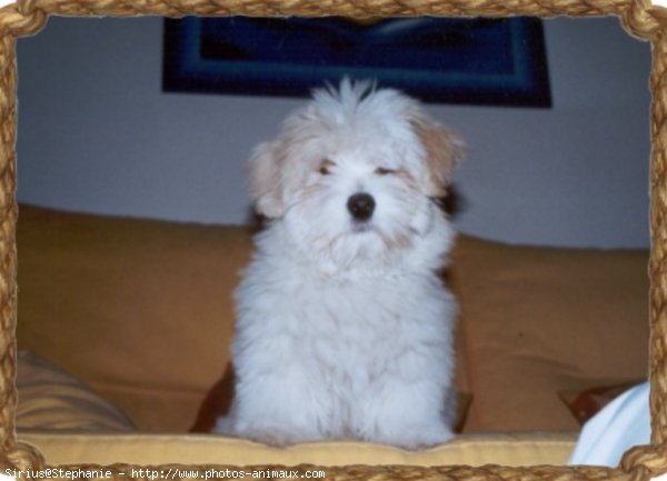 Photo de Coton de tulear