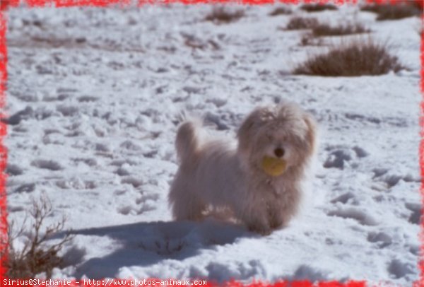 Photo de Coton de tulear