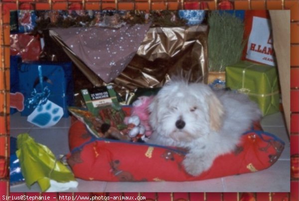 Photo de Coton de tulear