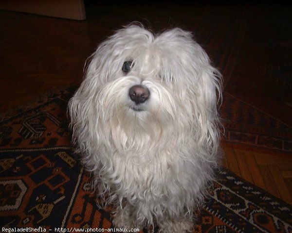 Photo de Bichon maltais