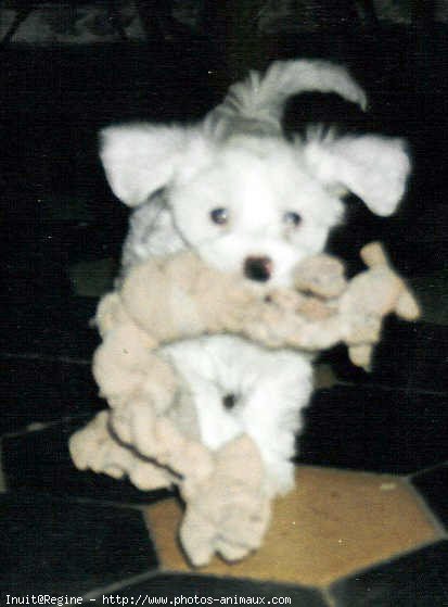 Photo de Bichon maltais