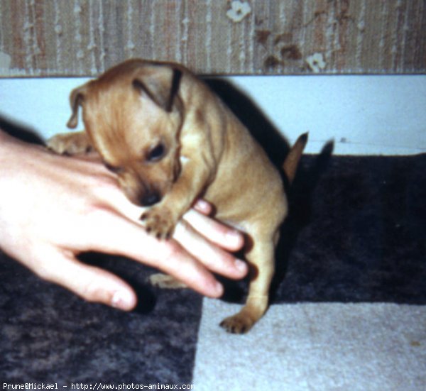 Photo de Pinscher nain