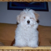 Photo de Coton de tulear