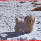 Photo de Coton de tulear