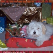 Photo de Coton de tulear