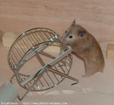 Photo de Hamster