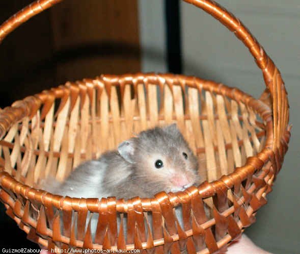 Photo de Hamster