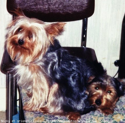 Photo de Yorkshire terrier