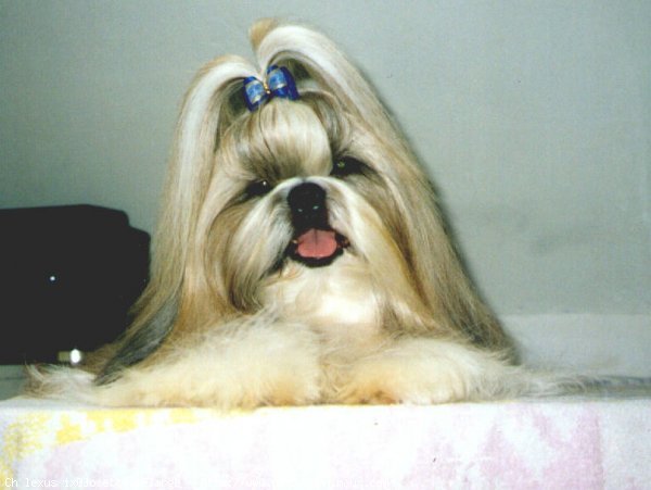 Photo de Shih tzu