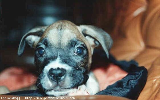 Photo de Boxer