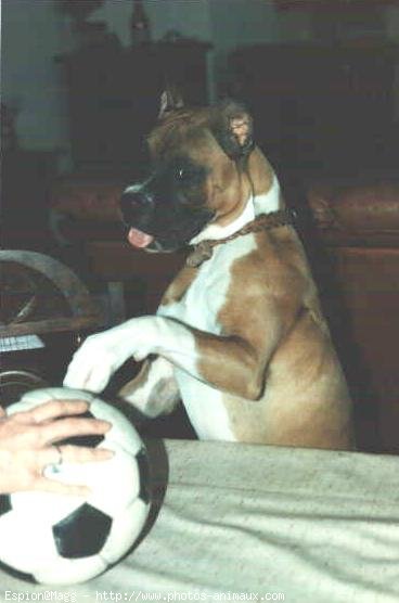 Photo de Boxer