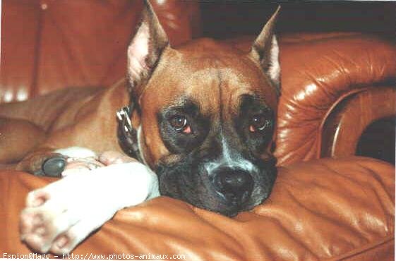 Photo de Boxer