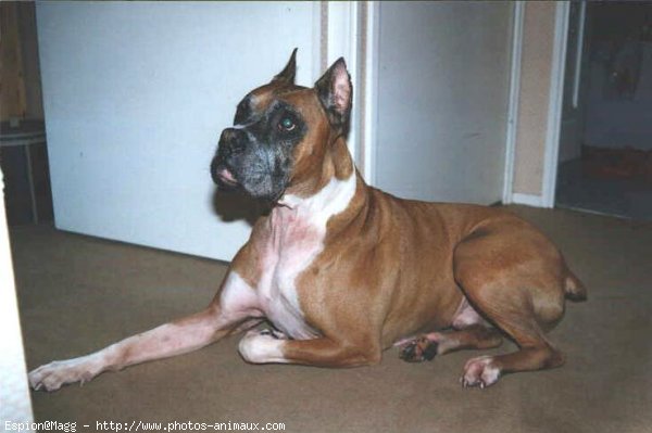 Photo de Boxer