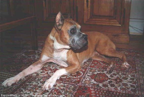 Photo de Boxer