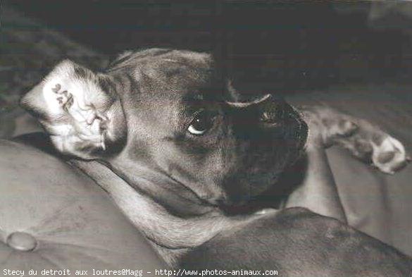 Photo de Boxer