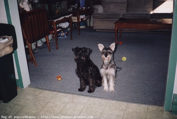 Photo de Schnauzer gant