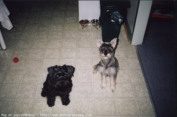 Photo de Schnauzer gant