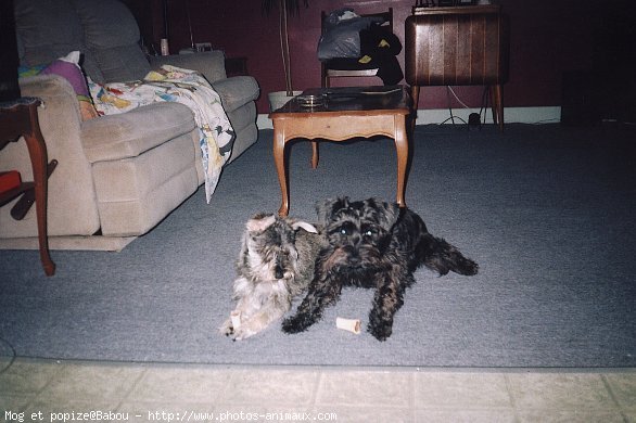 Photo de Schnauzer gant