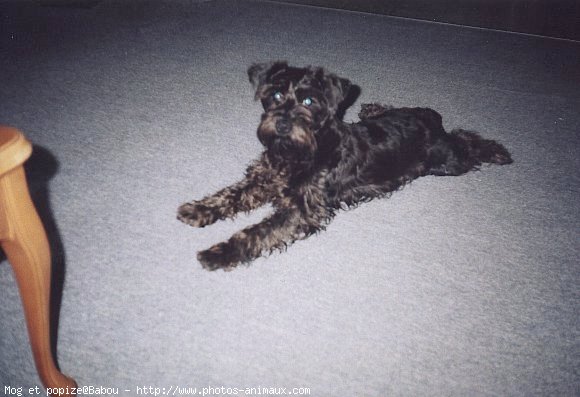 Photo de Schnauzer gant