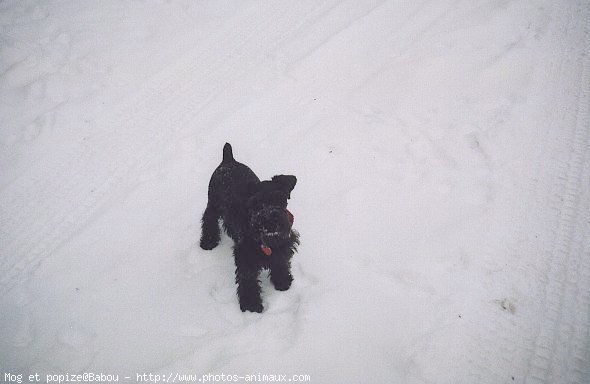 Photo de Schnauzer gant