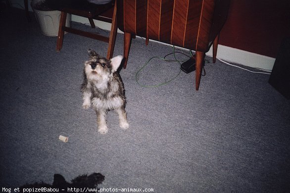 Photo de Schnauzer gant