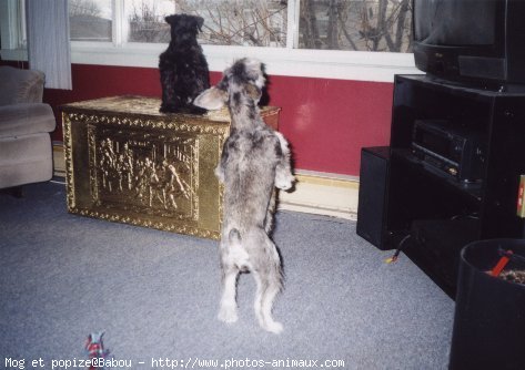 Photo de Schnauzer gant