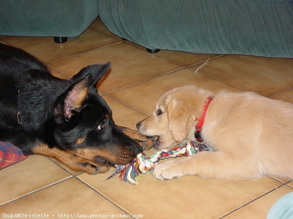 Photo de Golden retriever