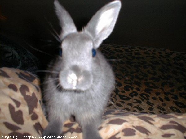 Photo de Lapin