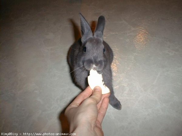 Photo de Lapin