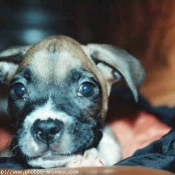 Photo de Boxer