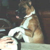 Photo de Boxer