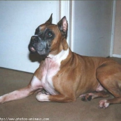 Photo de Boxer