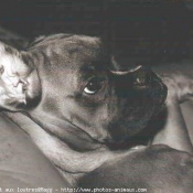 Photo de Boxer