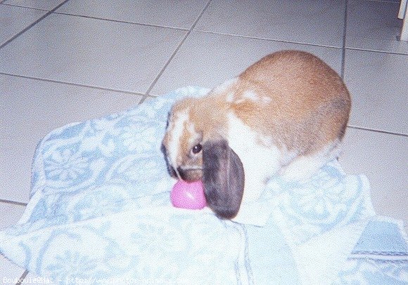 Photo de Lapin